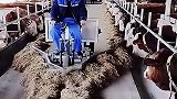 骑三轮车喂牛，这方法太绝了