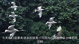 丹顶鹤失去上喙，没想到因祸得福，收获全新合金装备