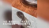 男子网购八爪鱼混装2只剧毒蓝环章鱼，毒性可致20多人死亡，正准备下锅