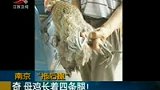 南京母鸡长四只脚 家里人叫它“拖后腿”-7月10日