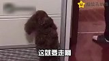 爆笑：为了兄弟的幸福，拼了！