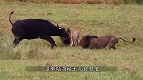 狮子作为顶级猎食者，除了草原三巨头不敢惹外，竟然还怕它