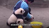 熊猫叼着东西跑来跑去，饲养员不放心凑近一瞧：我的小祖宗