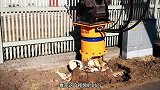 树桩粉碎机，分分钟移除一个树桩