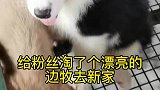 给粉丝淘一只小边牧，太漂亮了