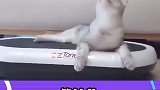 猫咪：脑浆子都晃匀了，脑瓜子嗡嗡的
