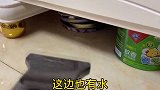 男主人让狗狗干家务，狗狗意外发现男主人私房钱，女主人怒了