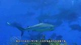 鲸鱼把人吃进肚子里，人能够像电影那样生还吗？3D动画演示过程
