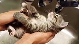 洗澡时的猫咪最老实了，一动不动真可爱！