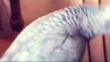 鹦鹉飞到主人床上，主人问你怎么跑这儿来了鹦鹉舒服呀！