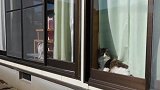 猫咪在窗台边晒太阳，顺便给自己洗洗毛，太舒服了