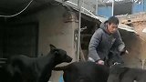 两只母犬打起来，就是因为主人分的食物不均匀，导致了这场恶战！