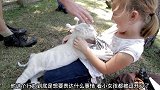 白虎喜欢咬家的衣服，女孩把布娃娃拿给它都不要，太搞笑了