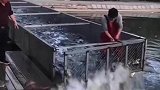 二哥你也太笨了