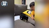 小奶狗也太萌了吧，网友：我要去偷狗！