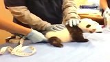 熊猫：莫挨老子，咆哮的这么厉害你还不懂吗