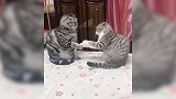 猫咪也会拳击？准备动作实在是太久了