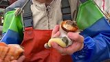 1斤一个大海螺