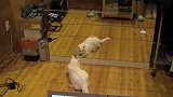 对着镜子，猫咪自己能玩一整天！傻猫！