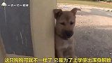 上课睡觉下课激灵狗狗，一看就是个学渣，不好好学习！