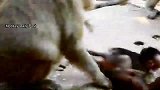 争夺小猴子，小猴子耍赖，场面搞笑