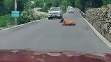 公路上碰到一头牛，马路都被它霸占了一半，而且还不敢动它！