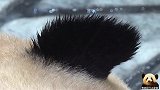 高清镜头解开你心中的疑惑：熊猫的耳朵到底是不是黏上去的？