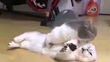 这是我见过最不正经的小猫咪打架