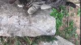 猫：你挠我干啥，我又没惹你！