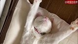猫咪四肢完全舒展开来睡觉，这也太舒服了吧！