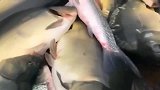 广东阿姨这么多的大鱼都往鱼塘里放，据说这比卖鱼还挣钱
