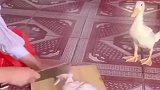 爆笑：本是同类却装的不一样