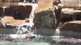 爱宠一刻-20120319-水下香肠狗[腊肠犬]