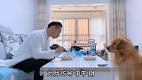 金毛给主人递纸巾，主人问纸巾哪来的，结局笑了