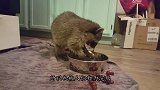 小浣熊正在盆里洗东西，女子好奇前去查看，下一秒憋住别笑