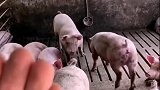 黑猫：你眼瞎啊我还没进去呢！