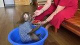 妈妈喂猴子努伊吃西瓜，努伊一脸享受：味道真不错！