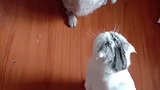 猫：打架归打架，但是不能扯头发！