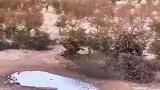 奇观数十只小鸟形成黑云喝水，疑问为何不相撞
