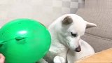 铲屎官当狗子面吹气球，柴犬吓得整个狗都不好了，看完忍住别笑