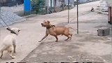 本想牵自家狗子来灭一灭它的嚣张气焰
