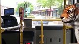 上车后才知道那不是玩具，老虎从动物园潜逃，太惊人了！