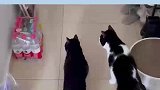 这两只猫，还凑不出一个胆来