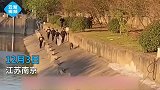 南京野生“二师兄”出门遛弯，遭遇大伙儿的“佛系”围捕