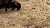 狗狗防不胜防,被牦牛欺负了