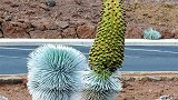这植物比昙花还傲娇，90年才开一次花，一生只生长在火山口附近