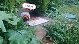 下雨天，主人给泰迪狗做了个一次性的雨衣，看看好不好？