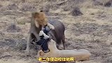 搞笑配音-角马不是被狮子杀死的，居然是自己咬舌自尽的！