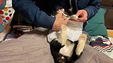给捡来的流浪猫修剪指甲