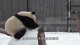 大熊猫正在吃竹子，一只乌鸦妄图打劫，下一秒憋住别笑！